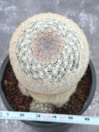 Mammillaria Candida Live Cactus – Rare Seed Grown 7" Collector Cactus Plant