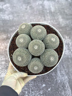 Large Mammillaria Perbella Cluster Cactus