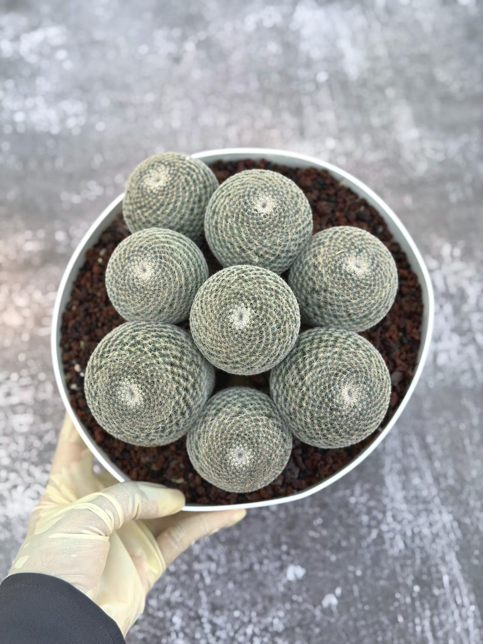 Large Mammillaria Perbella Cluster Cactus