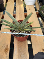 Variegated Sansevieria Boncel #0136 | Easy Care House Plant | Live Plant