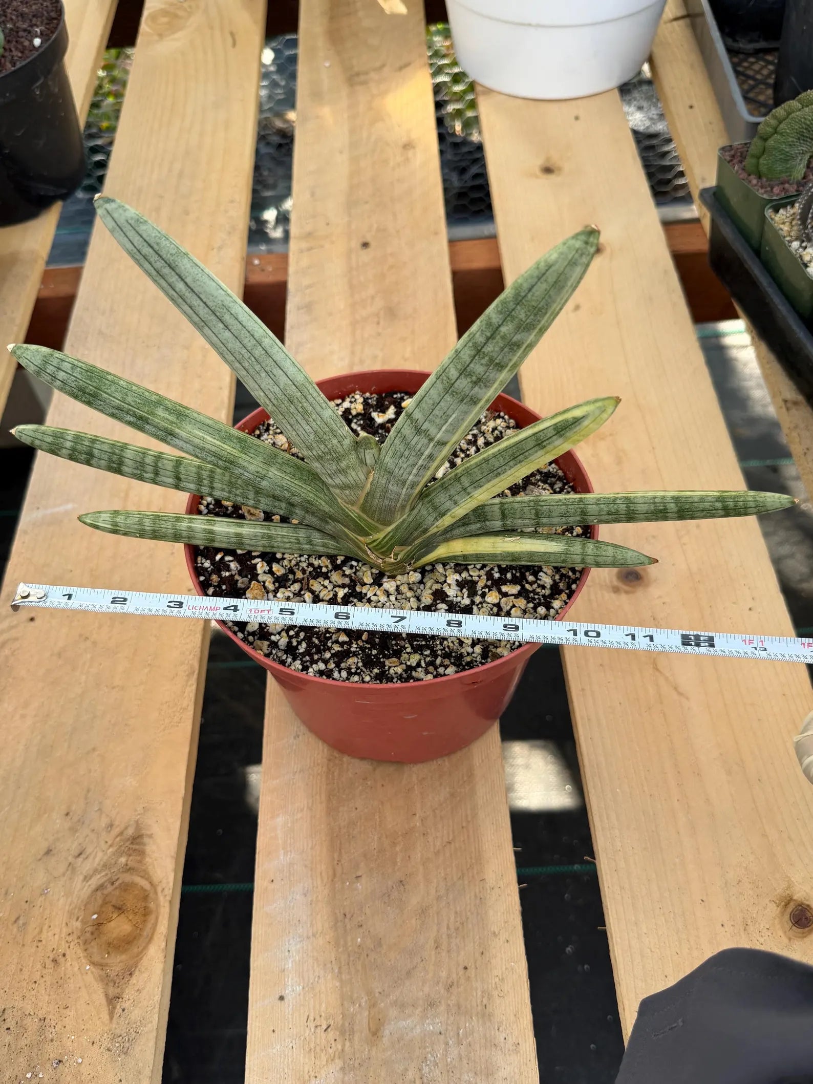 Variegated Sansevieria Boncel | Live Snake Plant #136