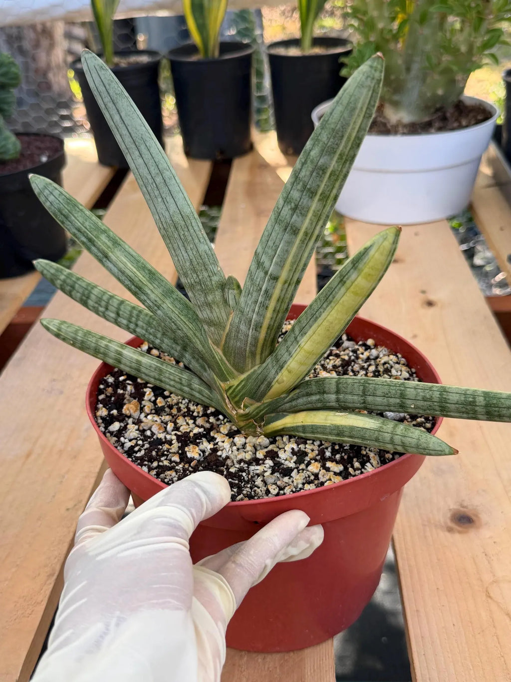 Variegated Sansevieria Boncel #0136 | Easy Care House Plant | Live Plant