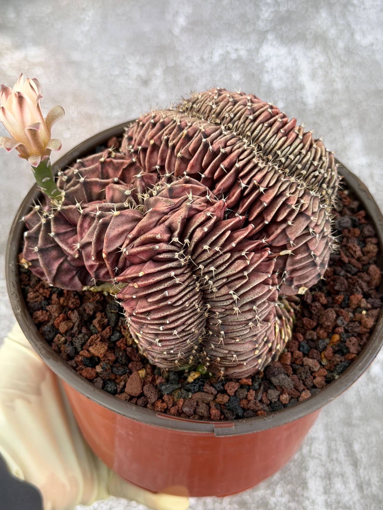 6" Crested Gymnocalycium Mihanovichii #121