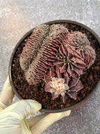 6" Crested Gymnocalycium Mihanovichii #121
