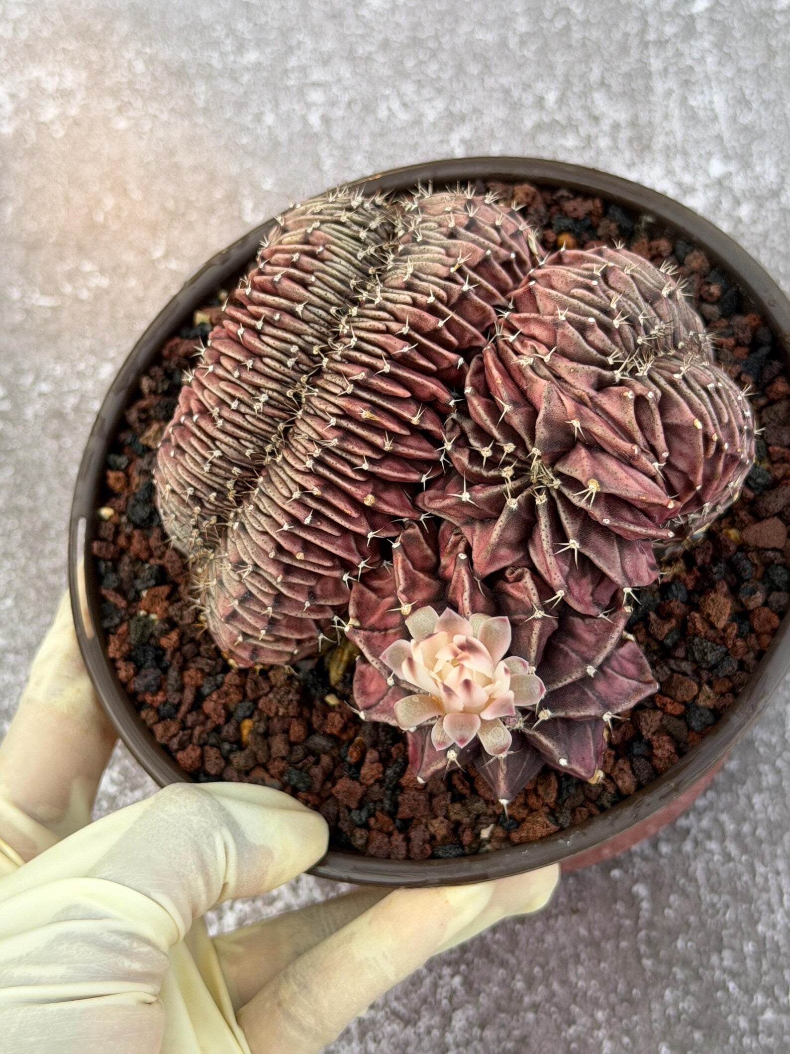 6" Crested Gymnocalycium Mihanovichii #121