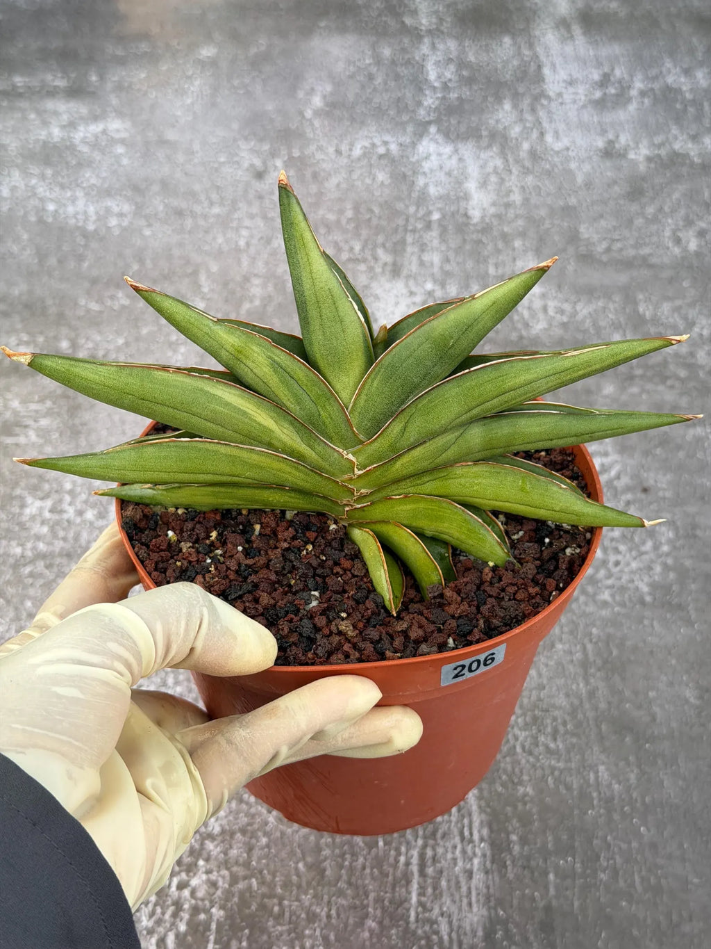 Variegated Sansevia Sawaddee #206 | Easy Care House Plant | Live Plant
