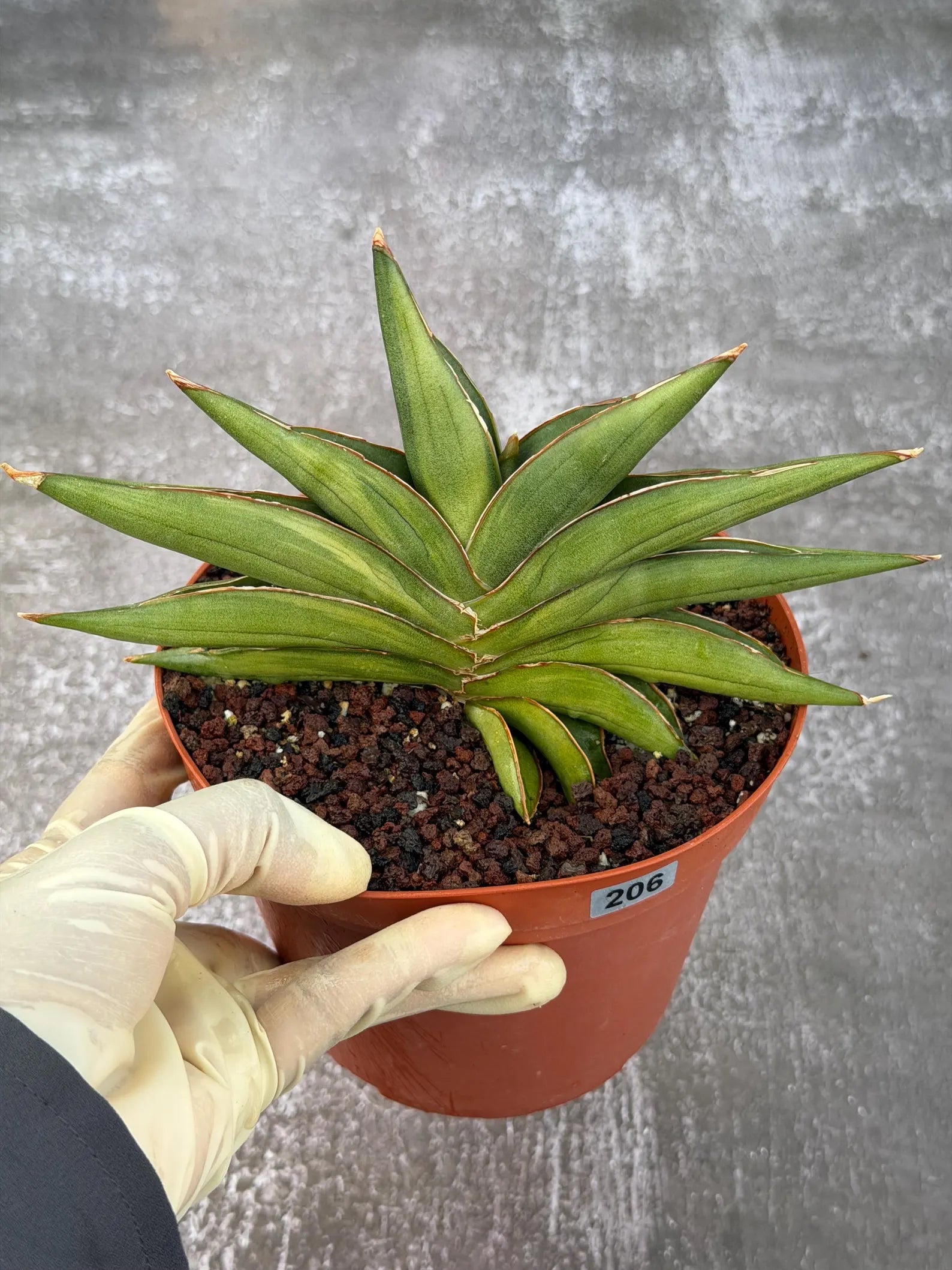 Variegated Sansevia Sawaddee #206 | Easy Care House Plant | Live Plant