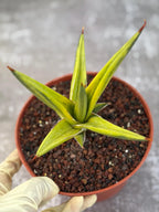 Sansevieria All Night Star Variegated Rare Snake Plant – Exact Live Houseplant