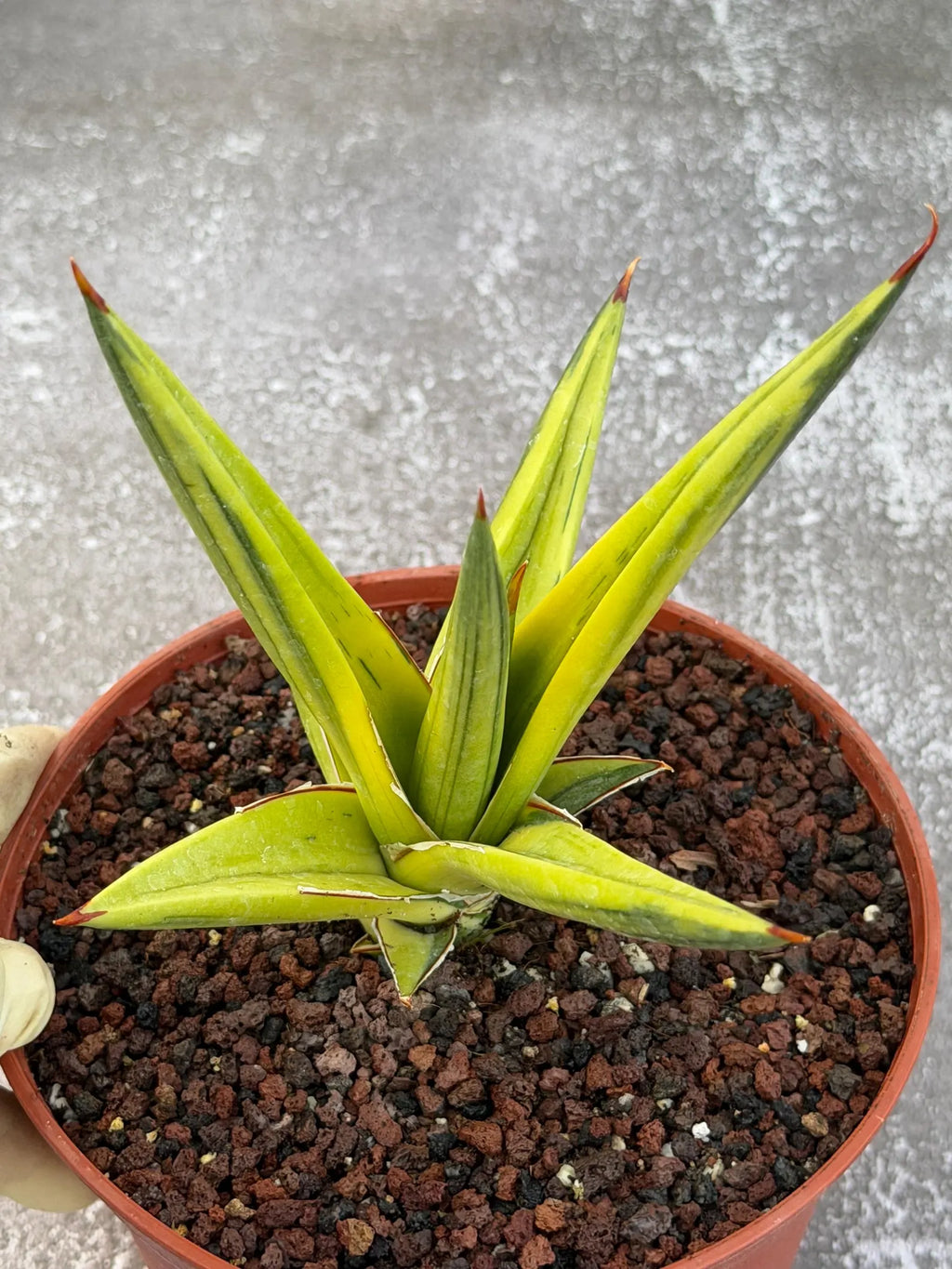 Sansevieria All Night Star Variegated Rare Snake Plant – Exact Live Houseplant