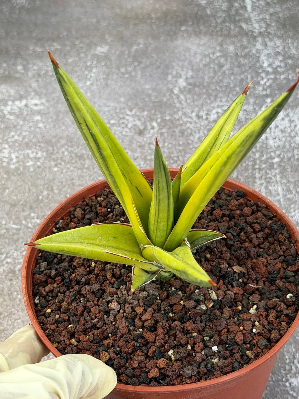 Sansevieria All Night Star Variegated Rare Snake Plant – Exact Live Houseplant