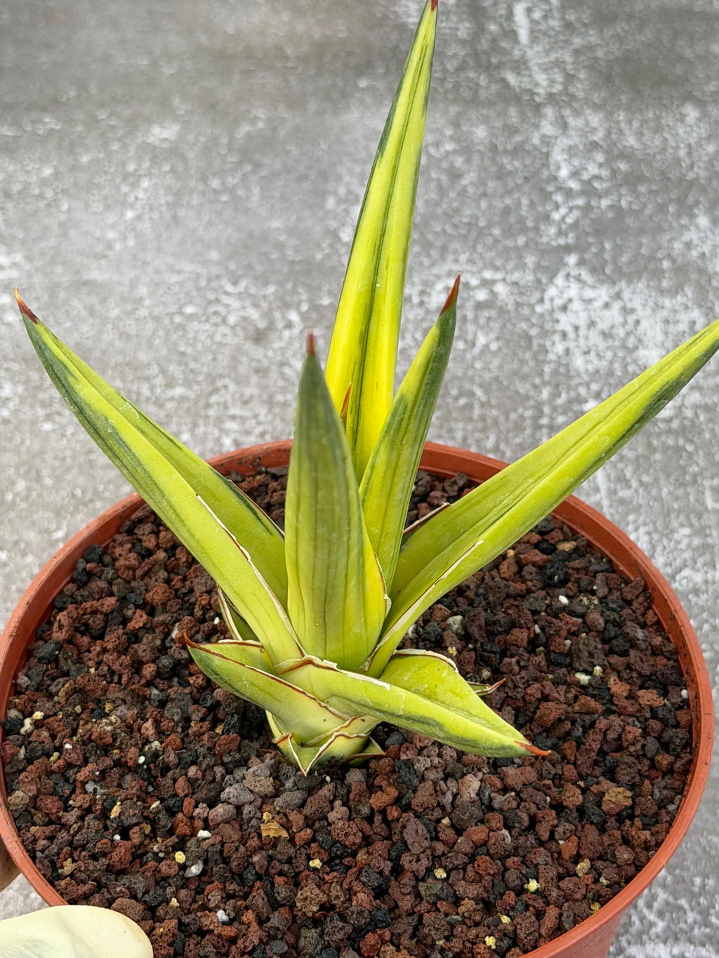 Sansevieria All Night Star Variegated Rare Snake Plant – Exact Live Houseplant