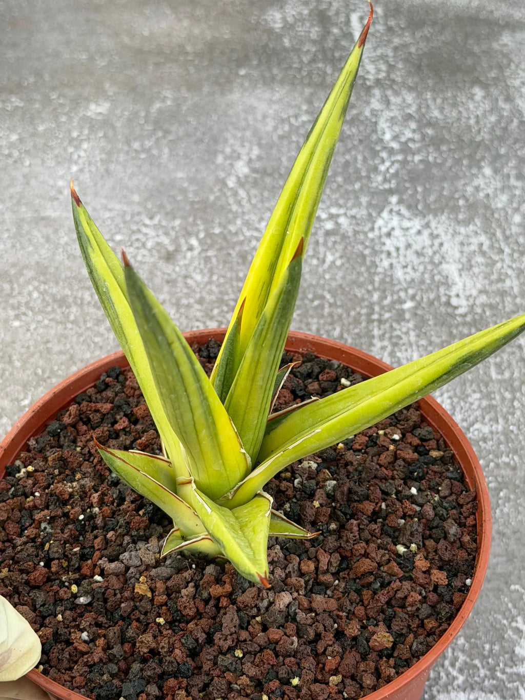 Sansevieria All Night Star Variegated Rare Snake Plant – Exact Live Houseplant
