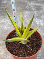 Sansevieria All Night Star Variegated Rare Snake Plant – Exact Live Houseplant