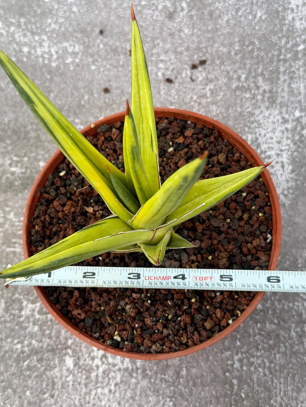 Sansevieria All Night Star Variegated Rare Snake Plant – Exact Live Houseplant