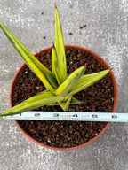 Sansevieria All Night Star Variegated Rare Snake Plant – Exact Live Houseplant