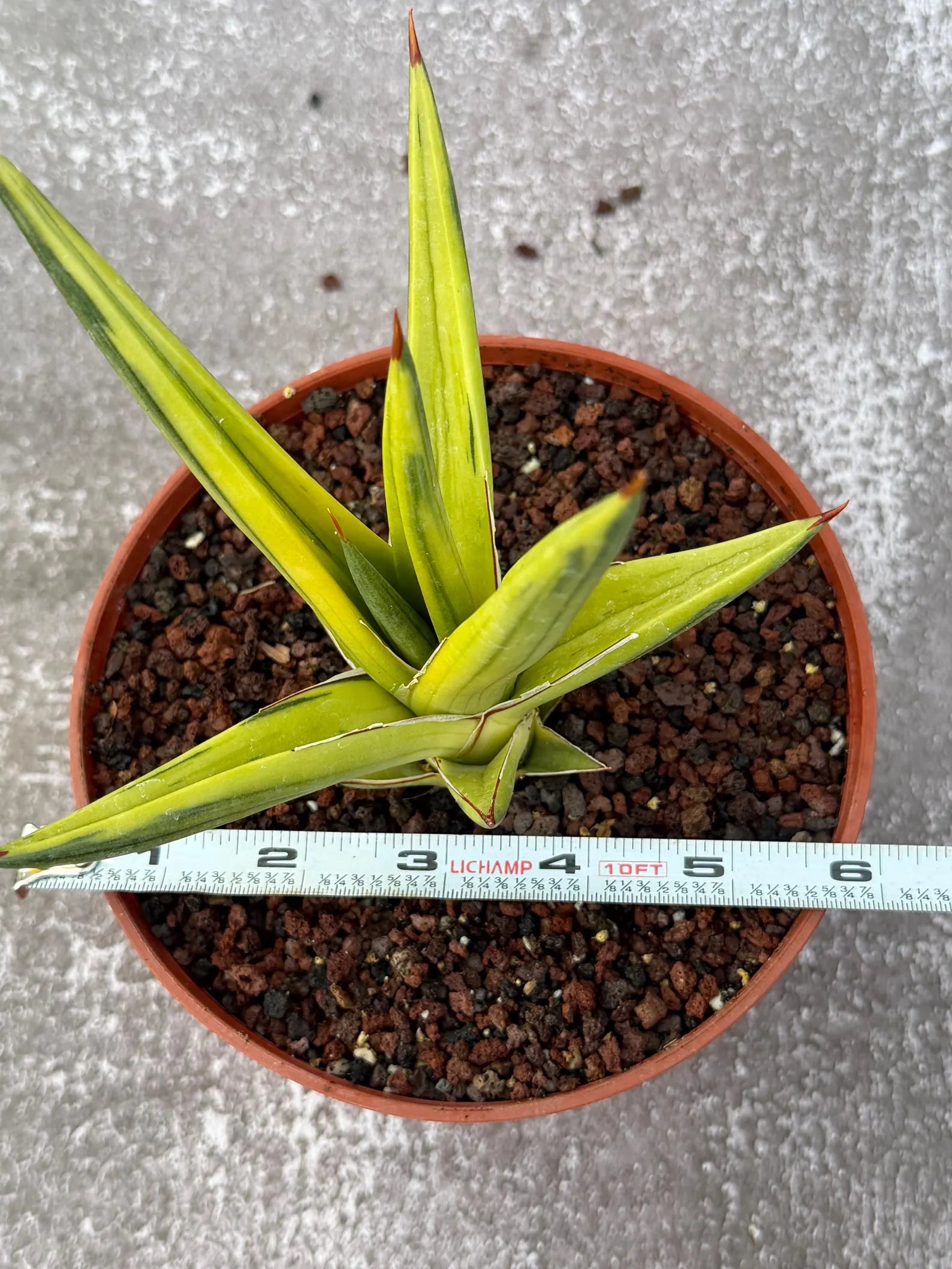 Sansevieria All Night Star Variegated Rare Snake Plant – Exact Live Houseplant