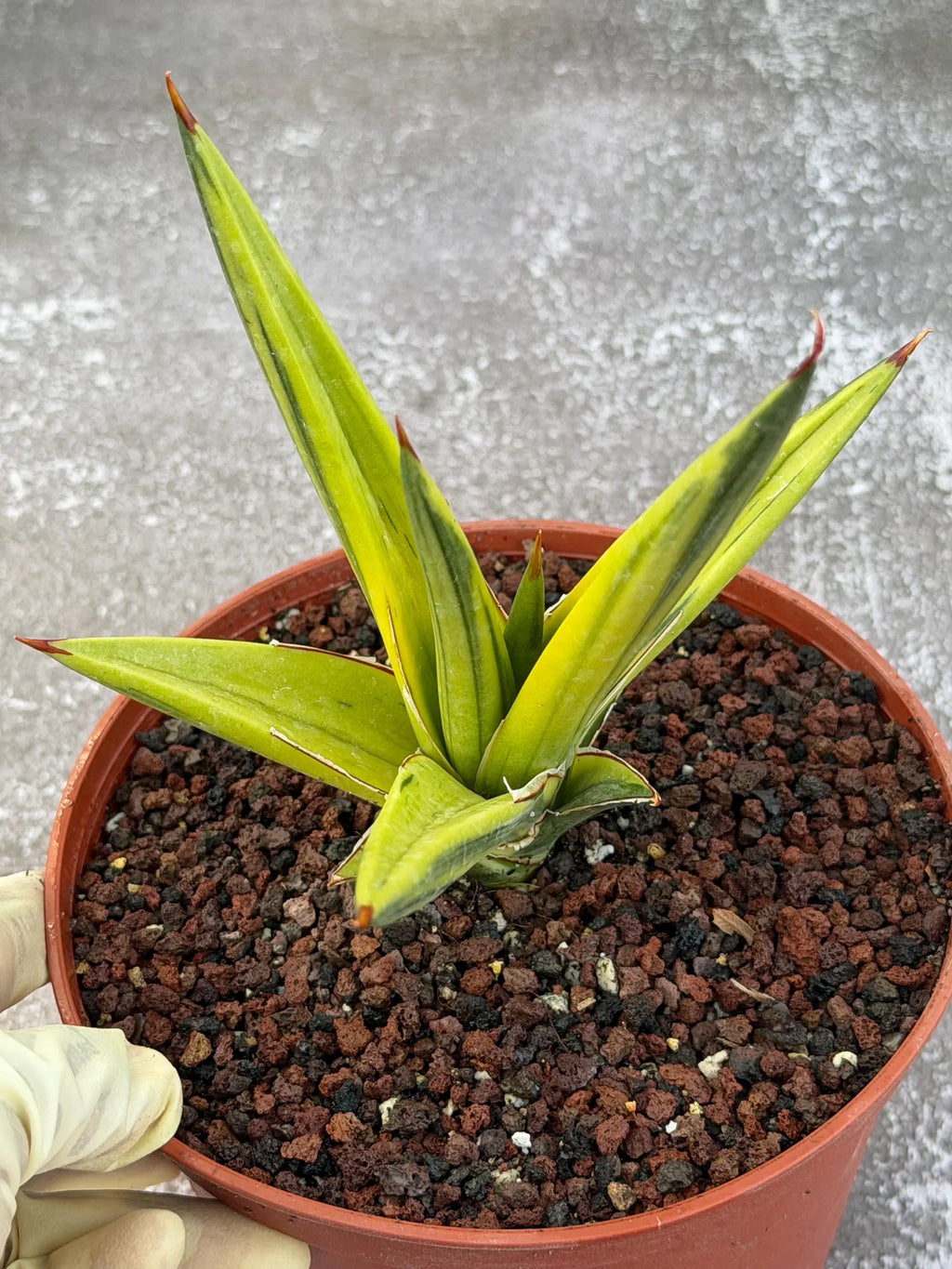 Sansevieria All Night Star Variegated Rare Snake Plant – Exact Live Houseplant