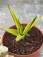Sansevieria All Night Star Variegated Rare Snake Plant – Exact Live Houseplant