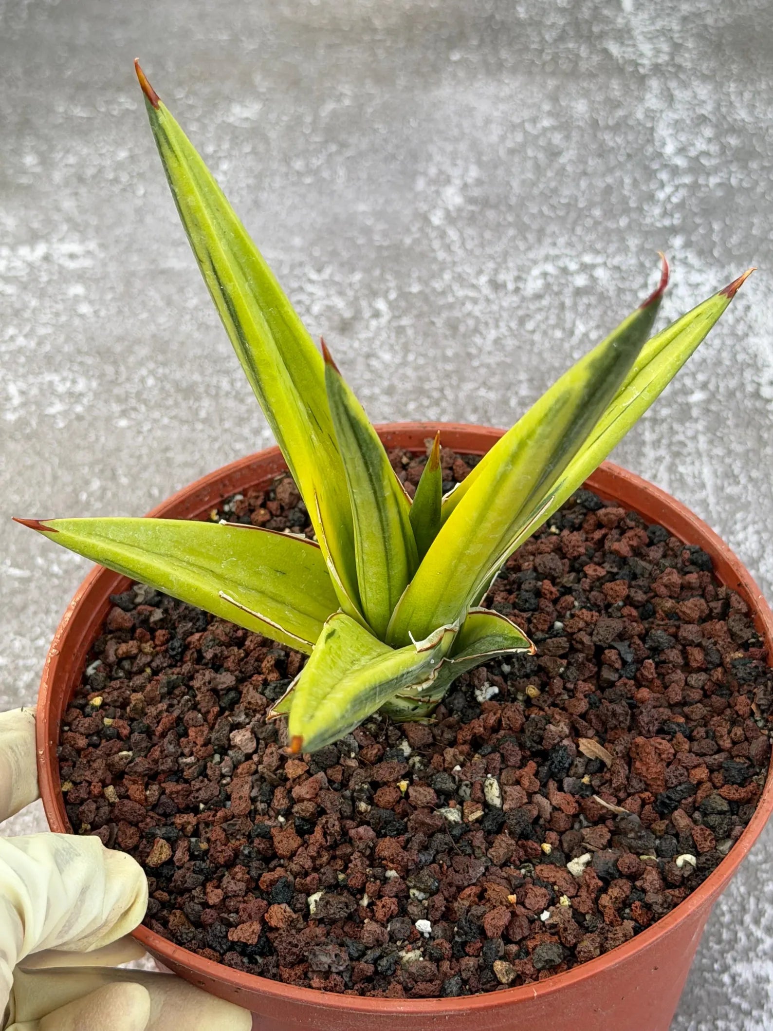 Sansevieria All Night Star Variegated Rare Snake Plant – Exact Live Houseplant