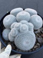 Large Mammillaria White Cluster #777 | Rare Live Cactus Specimen