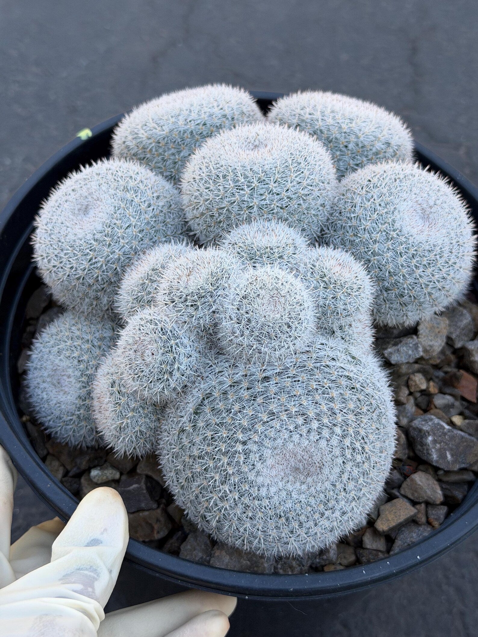 Large Mammillaria White Cluster #777 | Rare Live Cactus Specimen