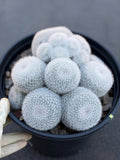 Large Mammillaria White Cluster #777 | Rare Live Cactus Specimen