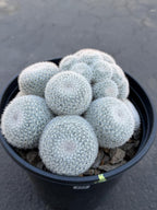 Large Mammillaria White Cluster #777 | Rare Live Cactus Specimen