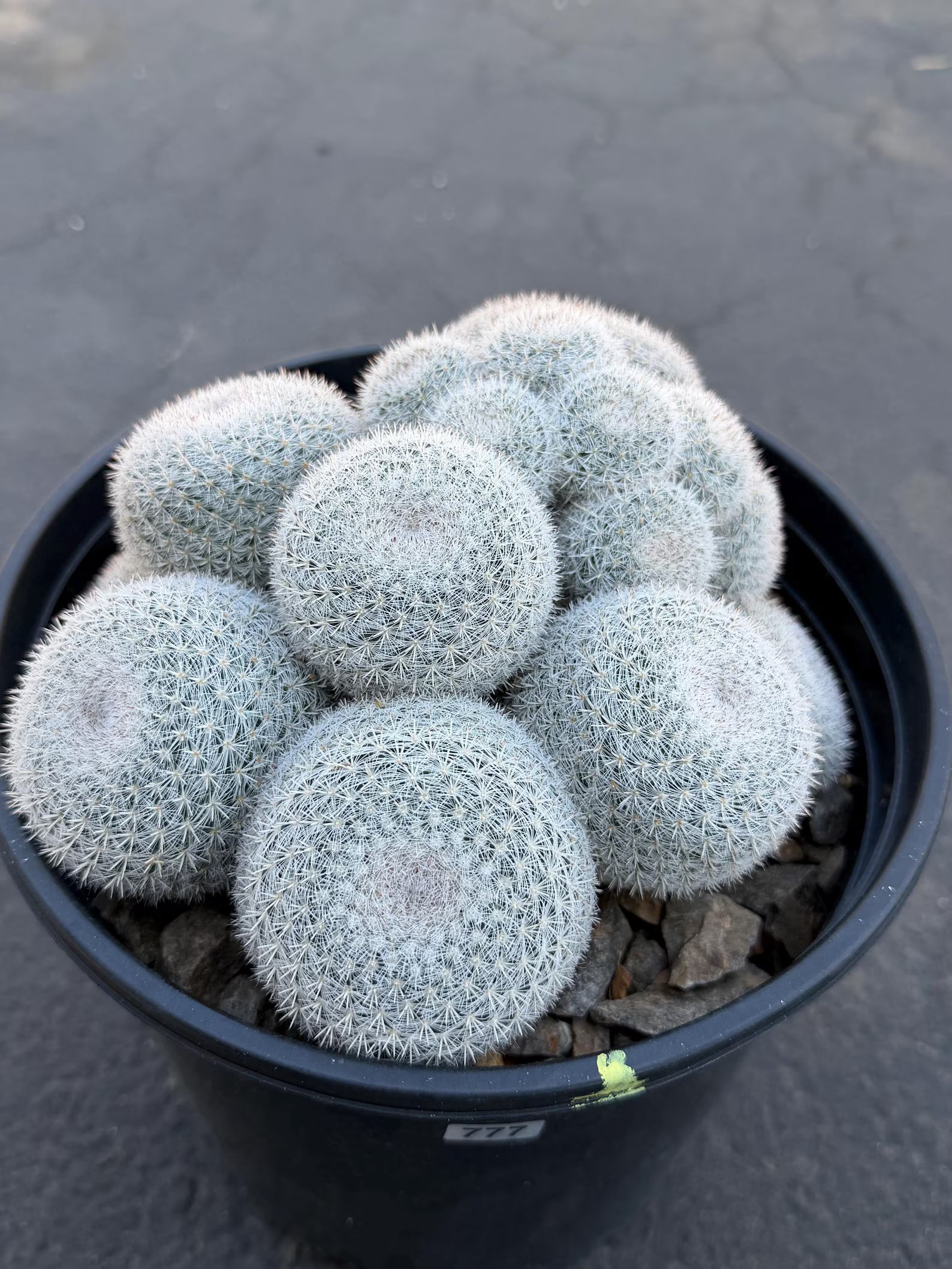 Large Mammillaria White Cluster #777 | Rare Live Cactus Specimen