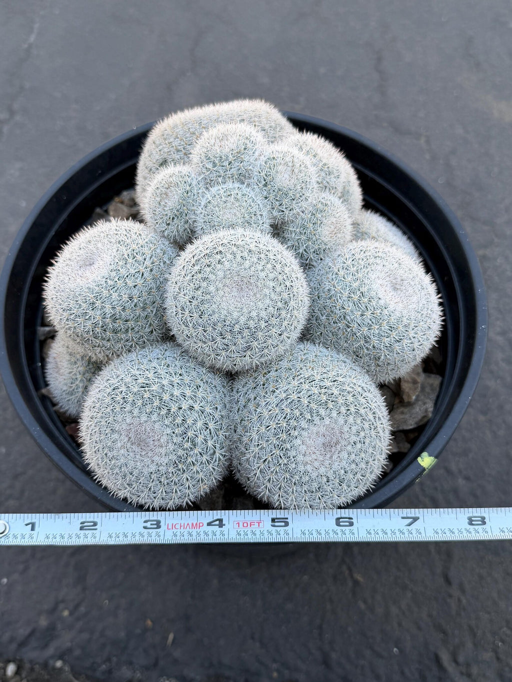 Large Mammillaria White Cluster #777 | Rare Live Cactus Specimen