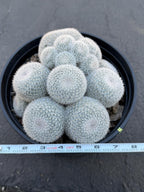 Large Mammillaria White Cluster #777 | Rare Live Cactus Specimen