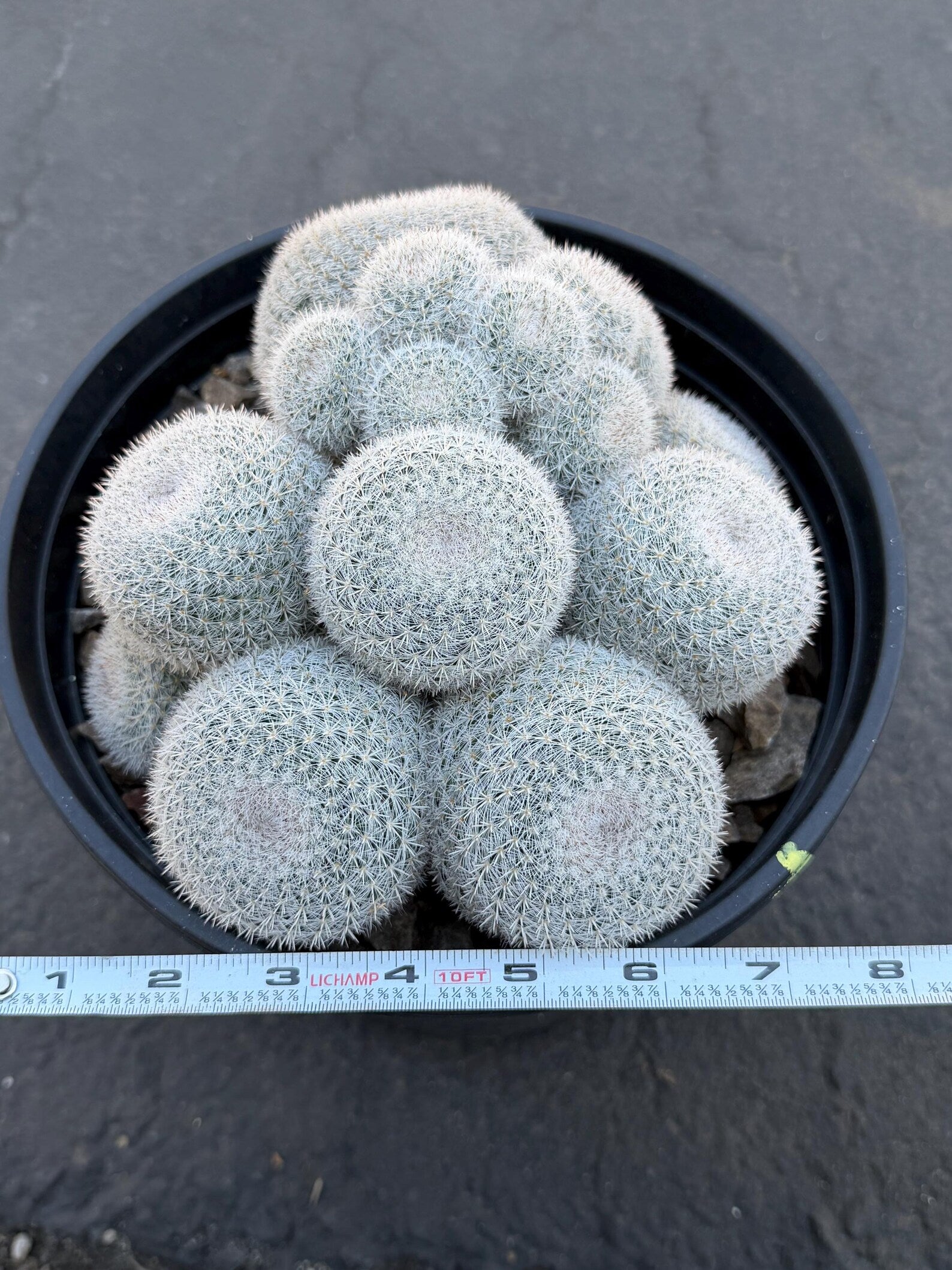 Large Mammillaria White Cluster #777 | Rare Live Cactus Specimen