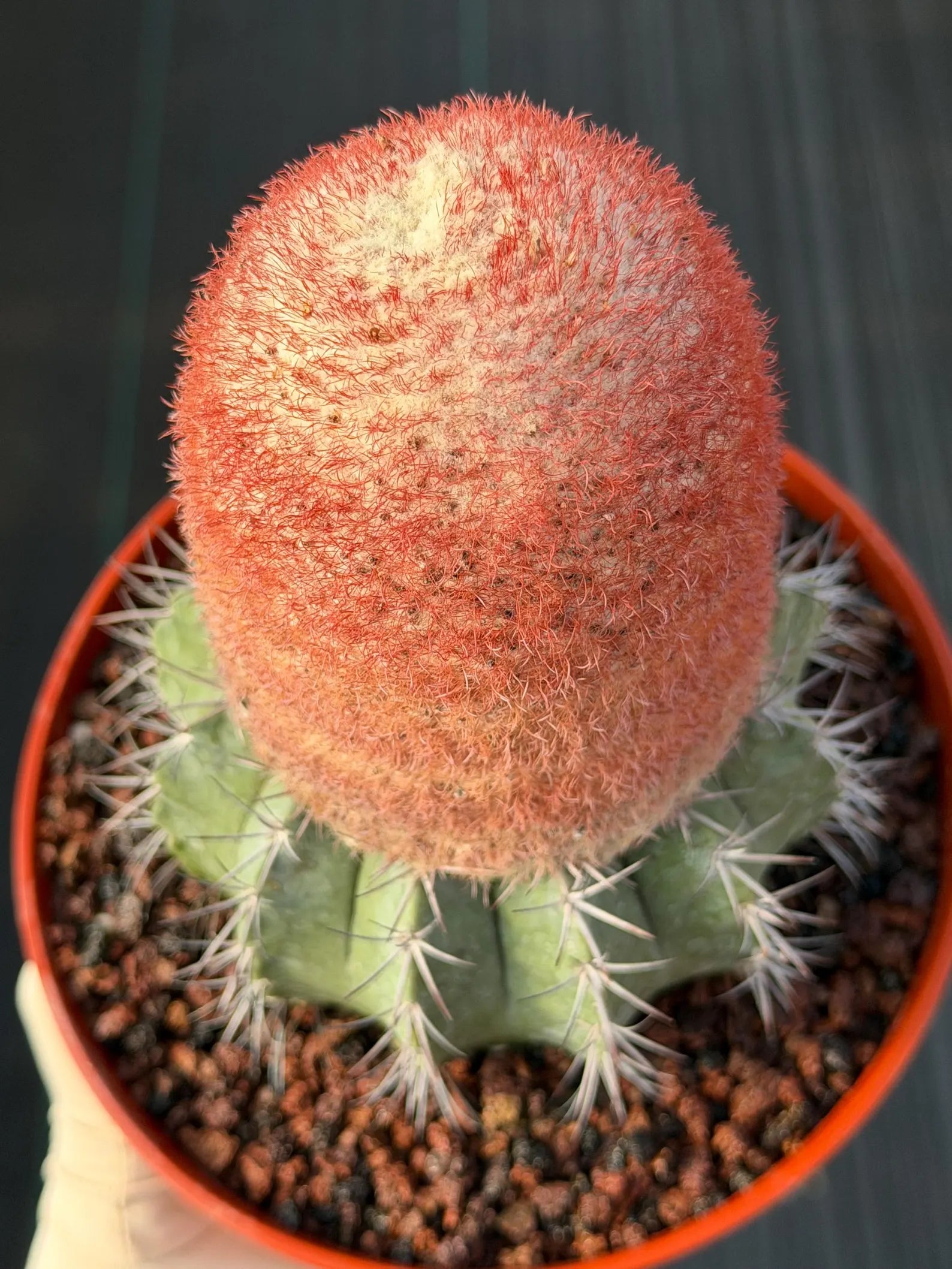 Melocactus Matanzanus Dwarf Form | Rare Big Cephalium Live Cactus Plant