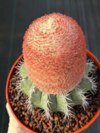 Melocactus Matanzanus Dwarf Form | Rare Big Cephalium Live Cactus Plant