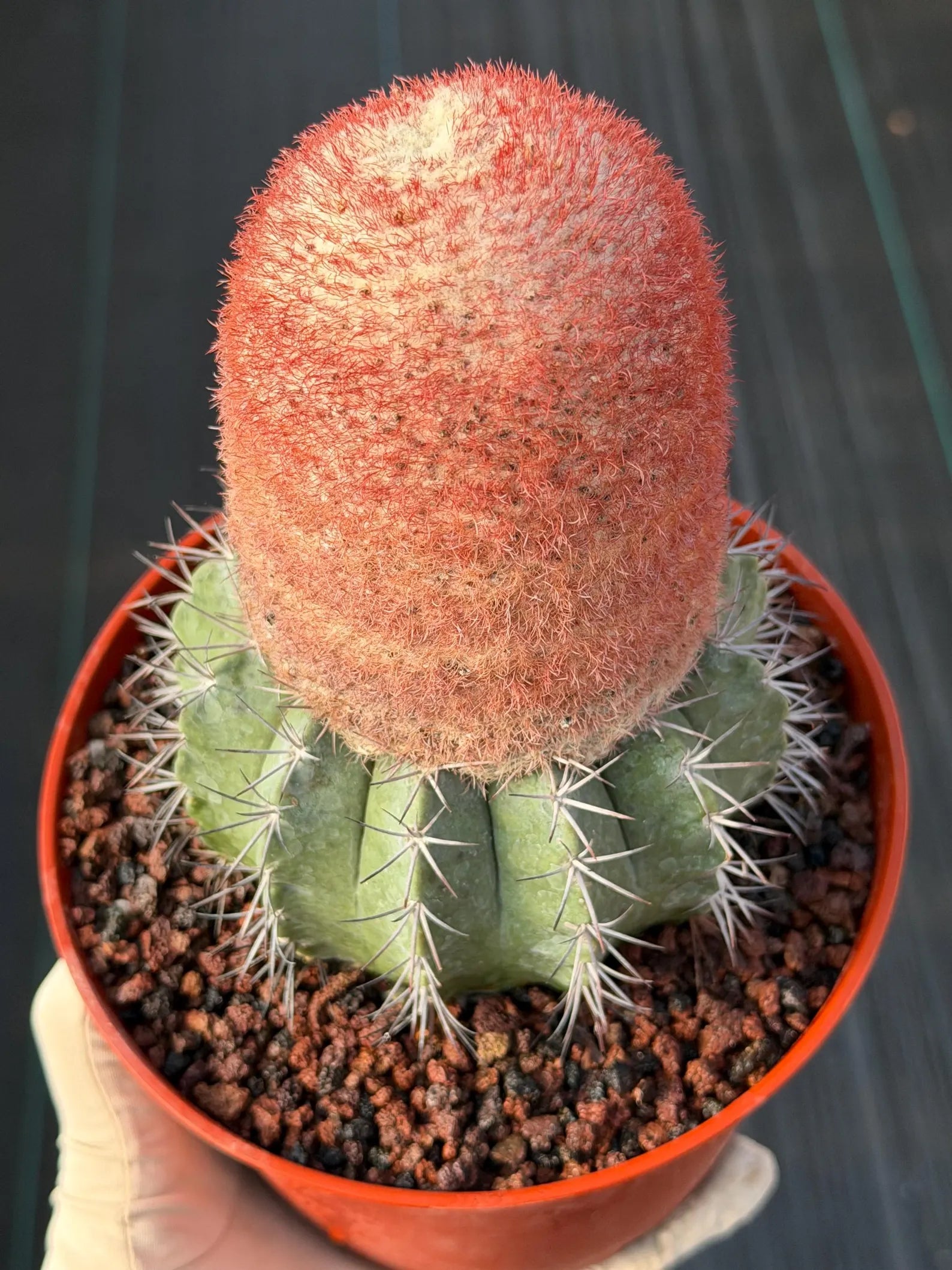 Melocactus Matanzanus Dwarf Form | Rare Big Cephalium Live Cactus Plant