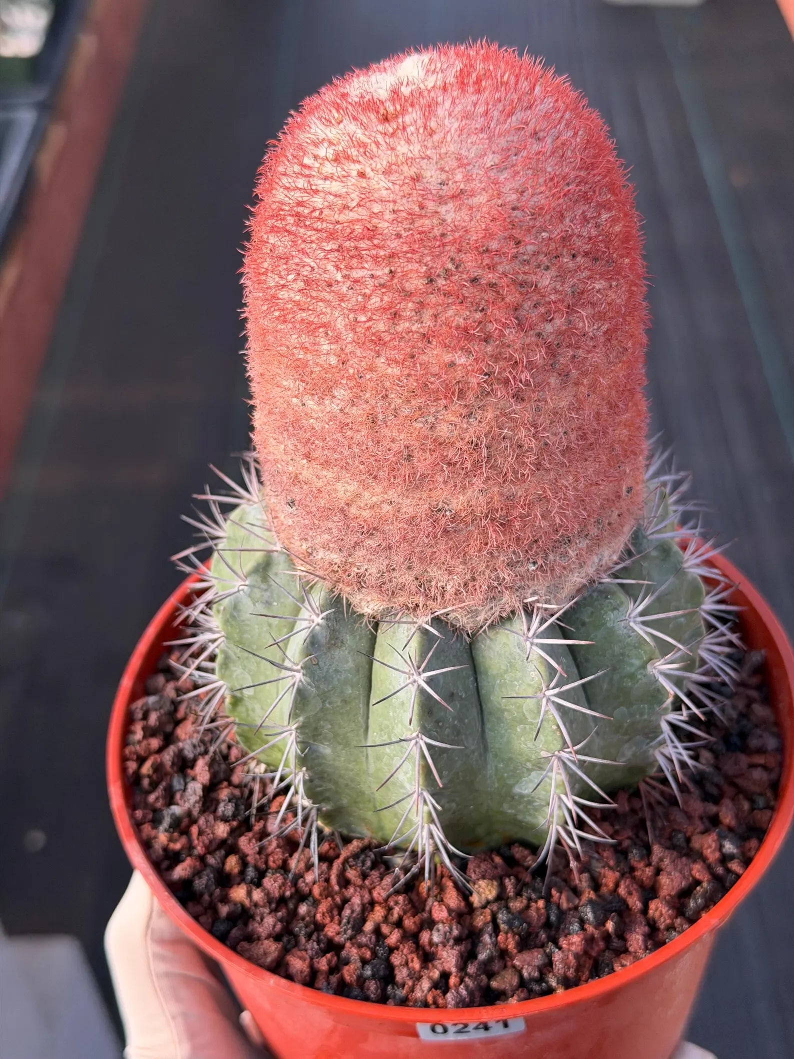 Melocactus Matanzanus Dwarf Form | Rare Big Cephalium Live Cactus Plant