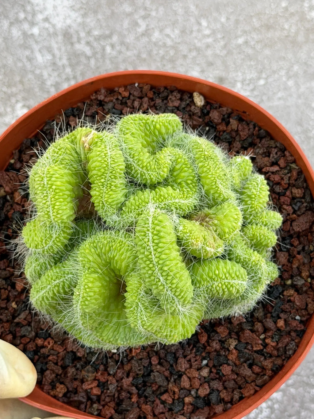 Crested Mammillaria Spinosissima Cactus | Rare Lime Green Crest | Live Cactus Plant