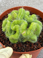 Crested Mammillaria Spinosissima Cactus | Rare Lime Green Crest | Live Cactus Plant