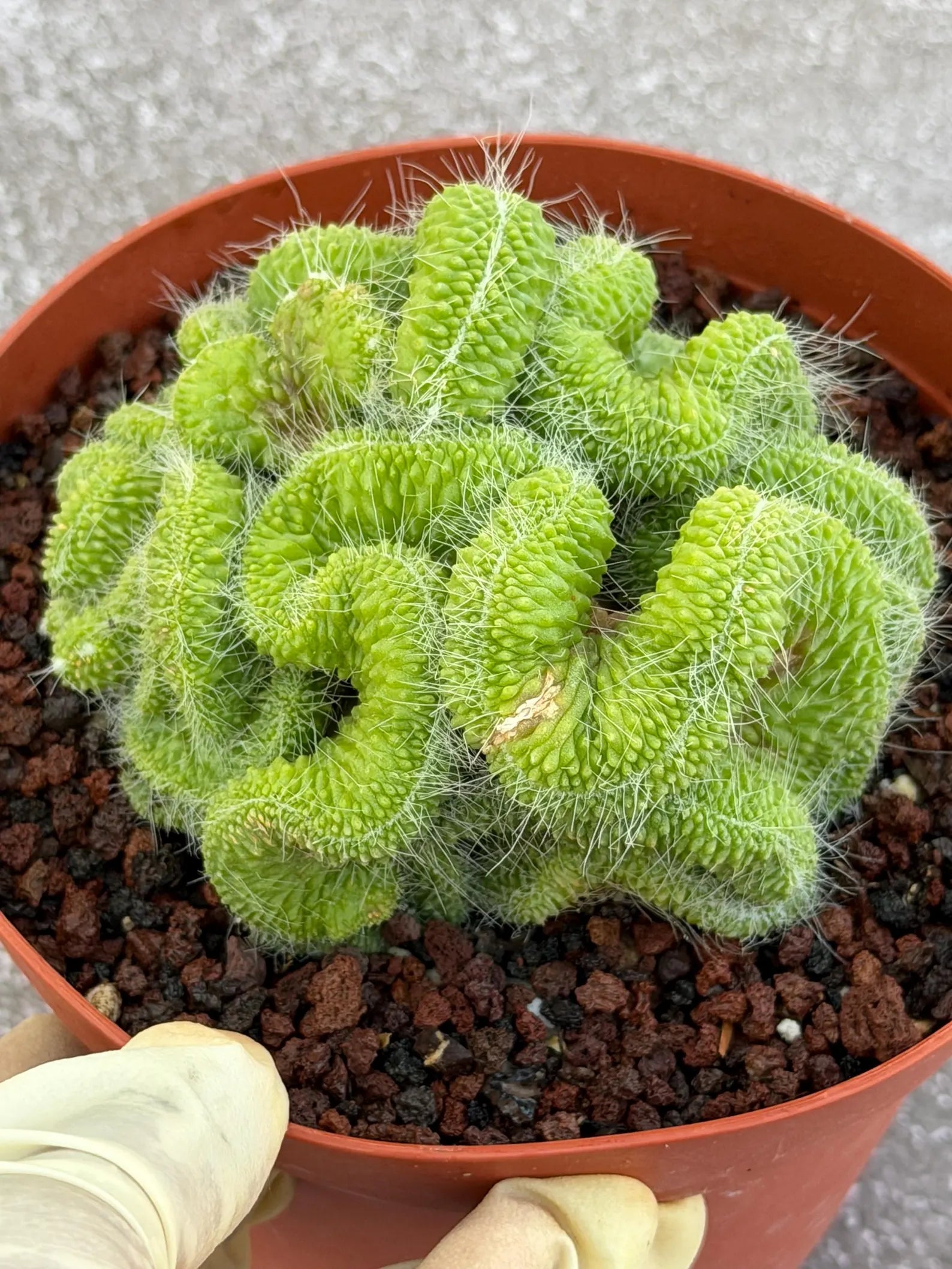 Crested Mammillaria Spinosissima Cactus | Rare Lime Green Crest | Live Cactus Plant