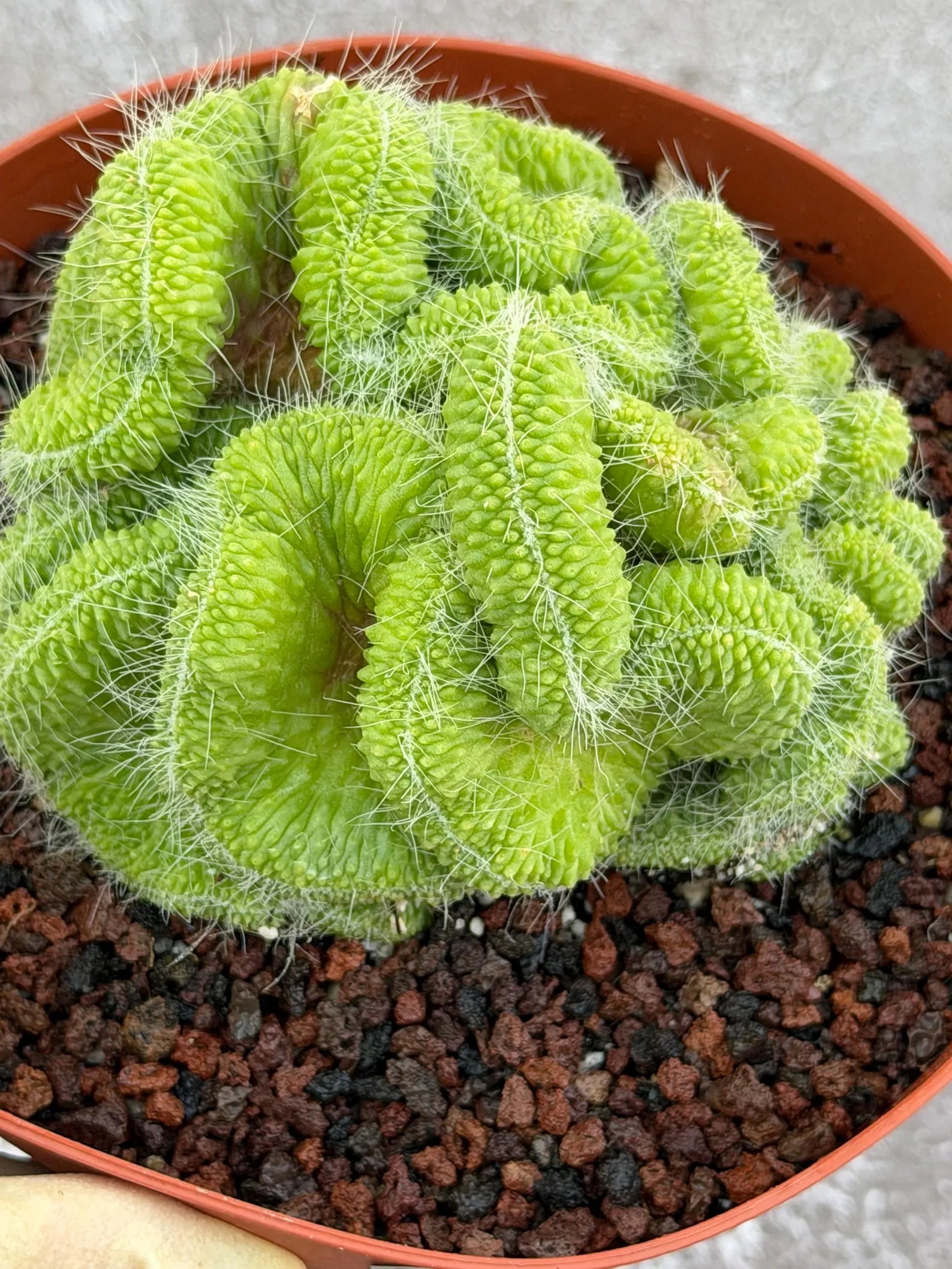 Crested Mammillaria Spinosissima Cactus | Rare Lime Green Crest | Live Cactus Plant