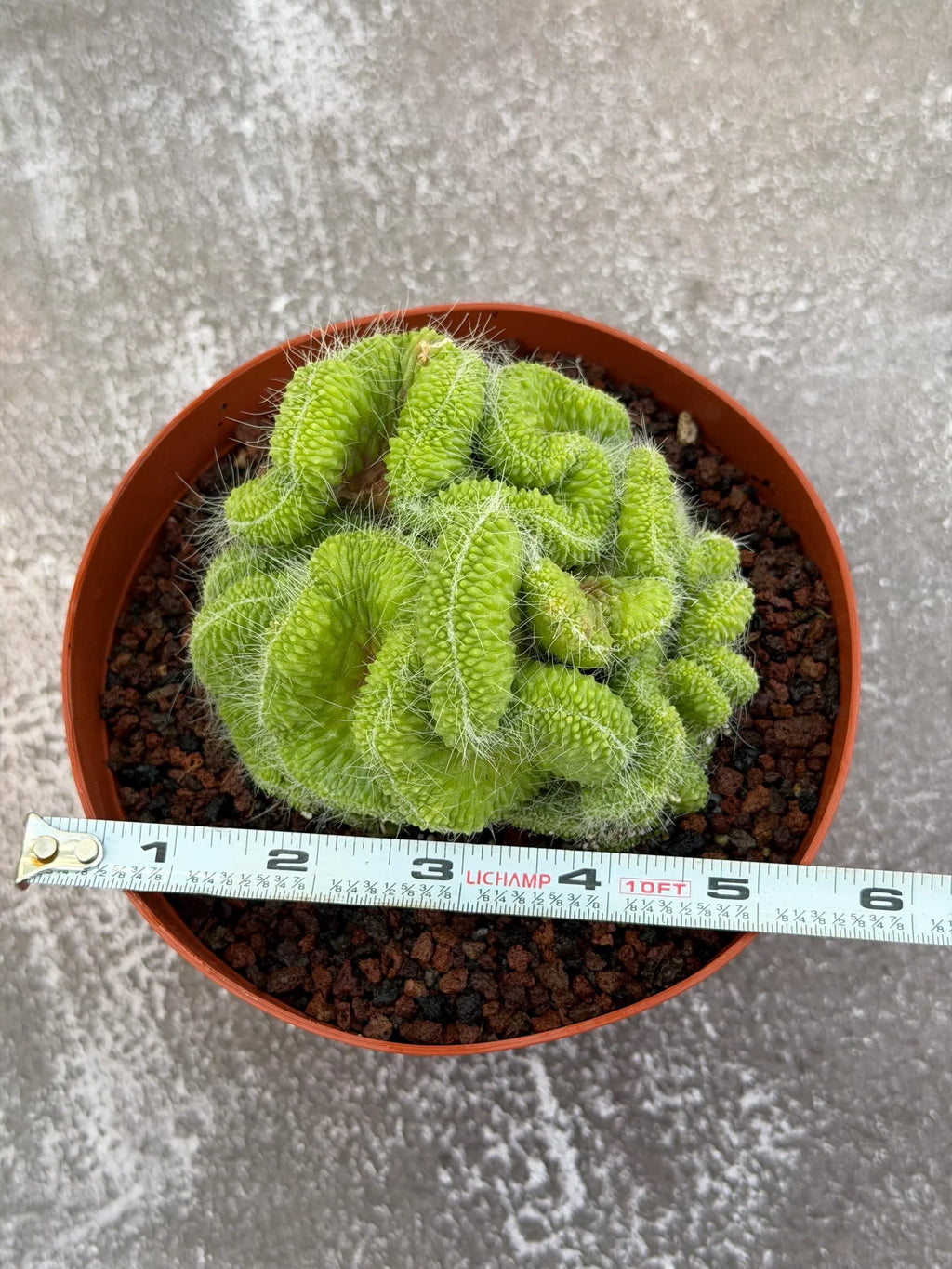 Crested Mammillaria Spinosissima Cactus | Rare Lime Green Crest | Live Cactus Plant