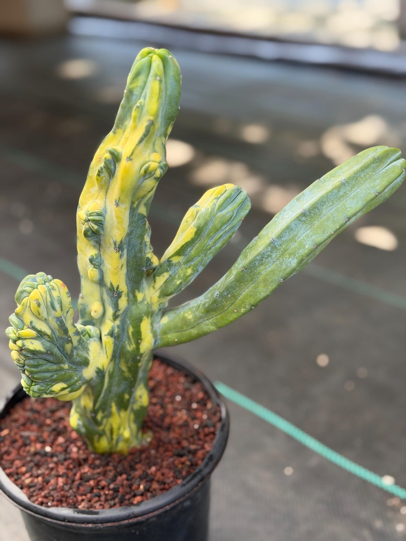 Variegated Blue Myrtle Monstrose Cactus