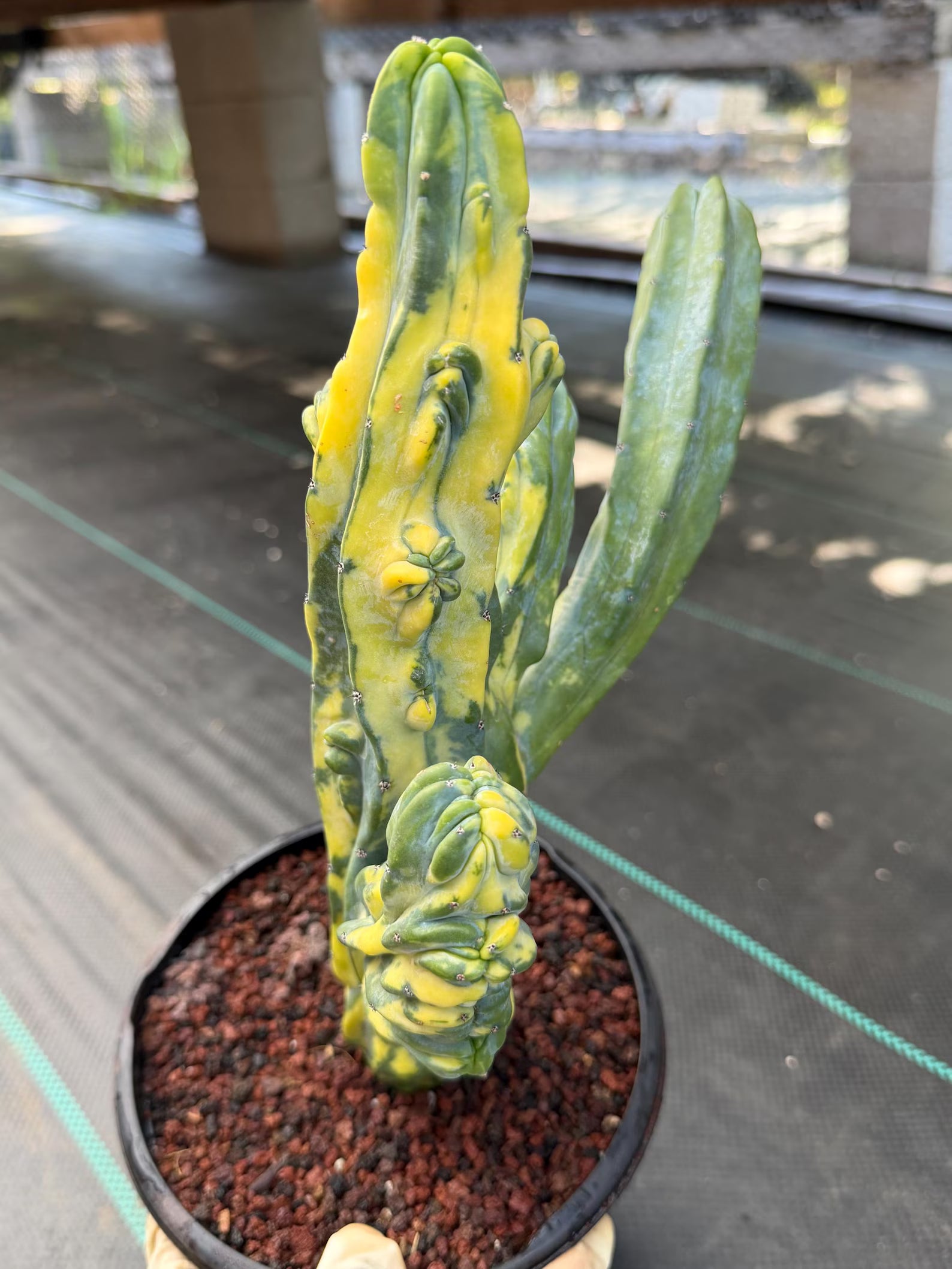 Variegated Blue Myrtle Monstrose Cactus