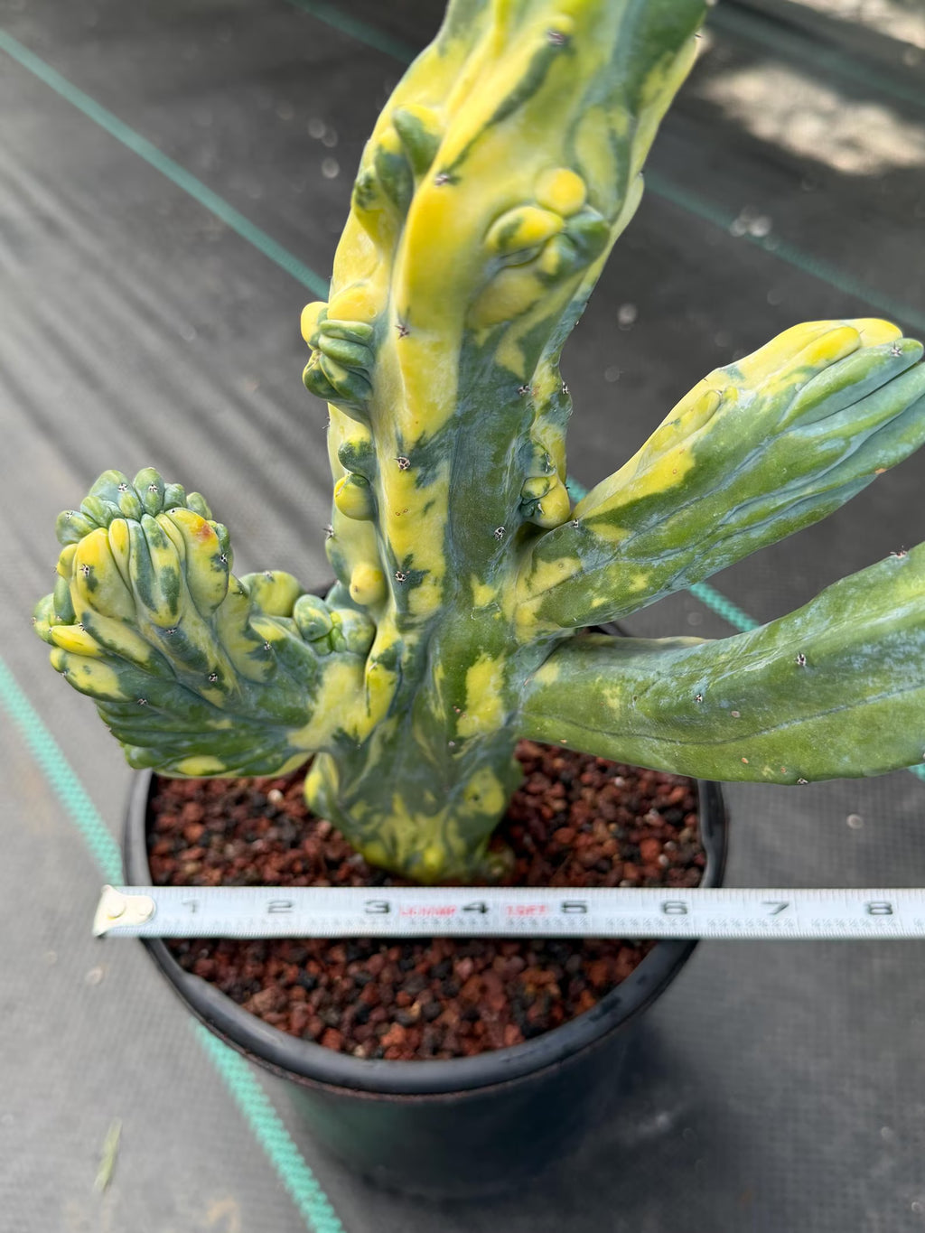 Variegated Blue Myrtle Monstrose Cactus