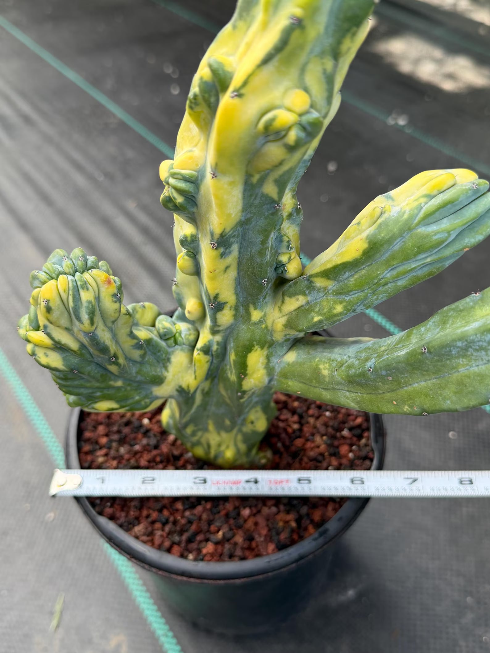 Variegated Blue Myrtle Monstrose Cactus