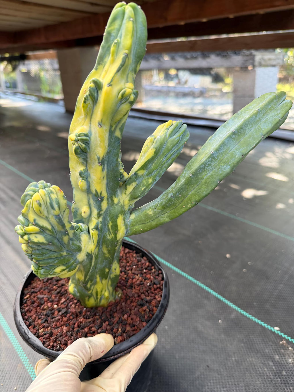 Variegated Blue Myrtle Monstrose Cactus