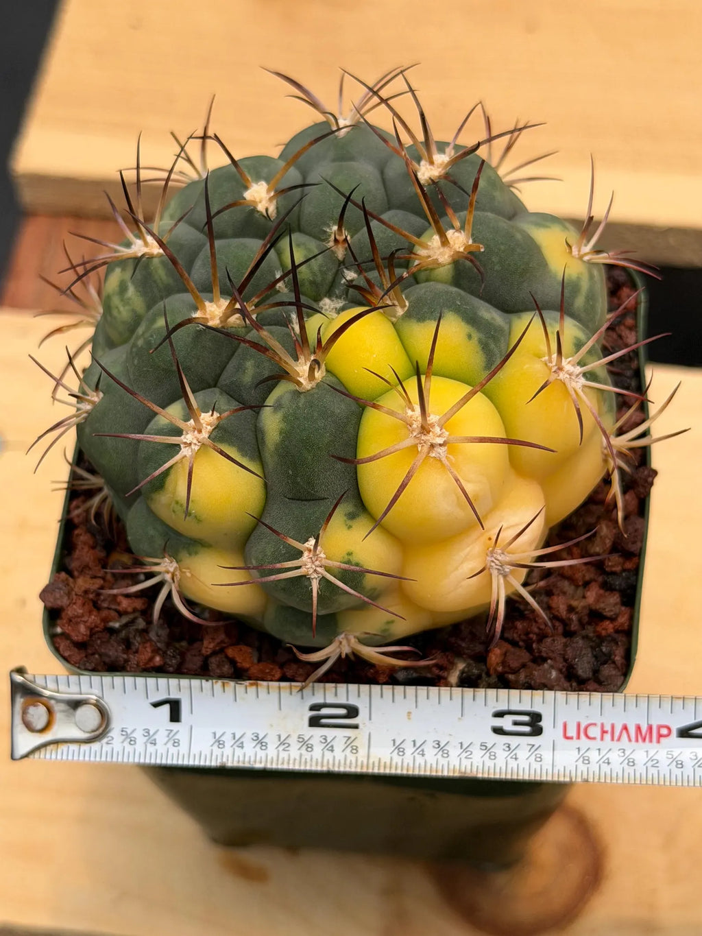Variegated Gymnocalycium Saglionis – Rare Seed-Grown Flowering Cactus | Collector's Plant #24
