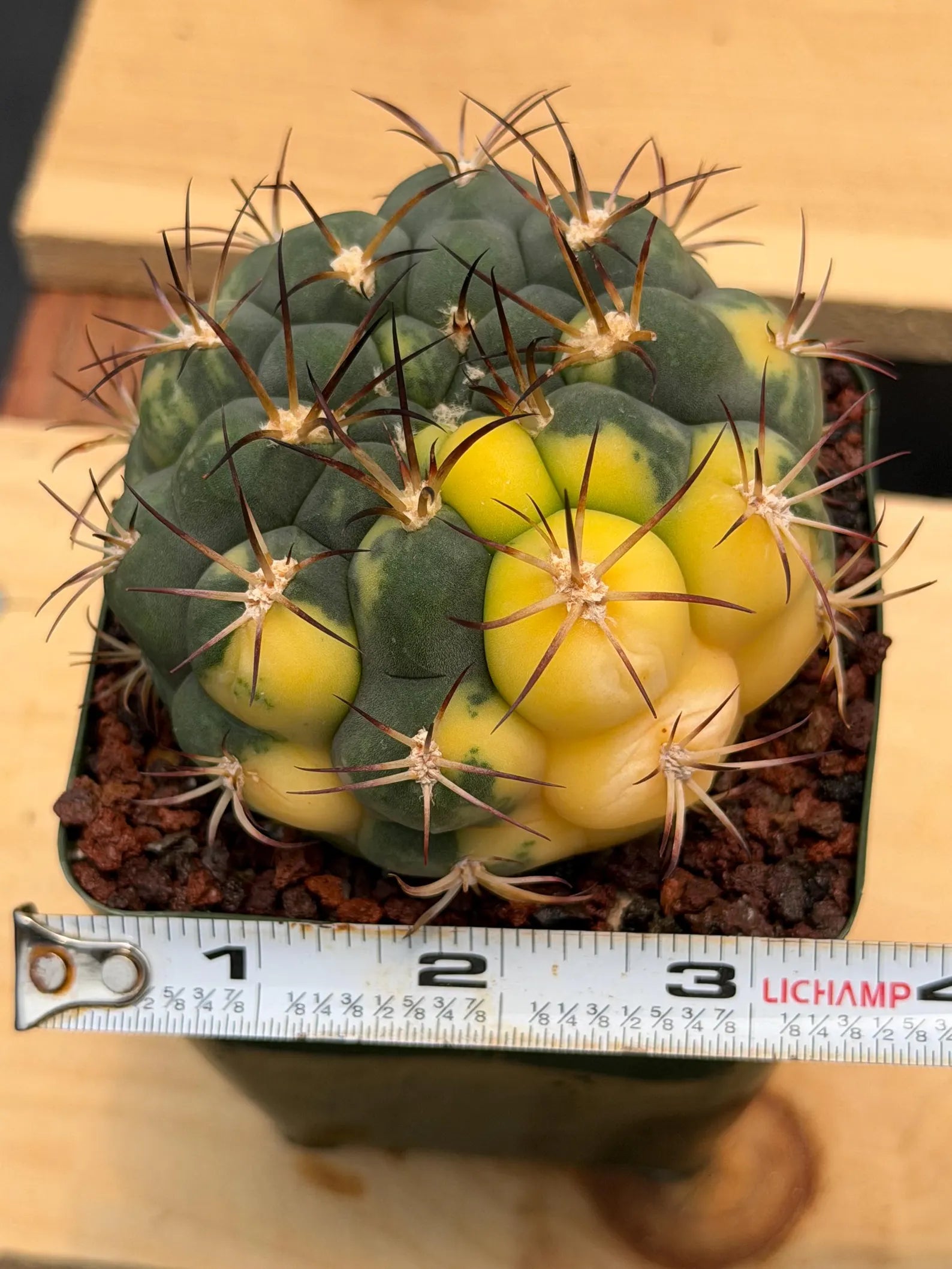 Variegated Gymnocalycium Saglionis – Rare Seed-Grown Flowering Cactus | Collector's Plant #24