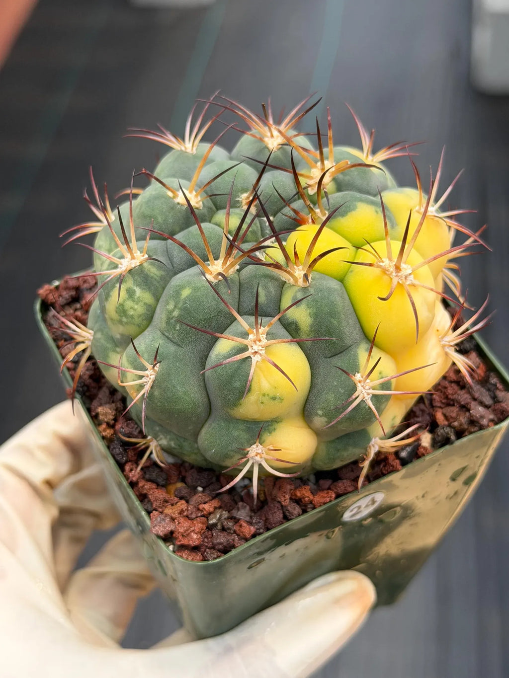 Variegated Gymnocalycium Saglionis – Rare Seed-Grown Flowering Cactus | Collector's Plant #24