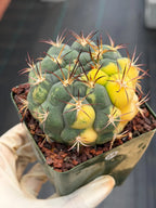 Variegated Gymnocalycium Saglionis – Rare Seed-Grown Flowering Cactus | Collector's Plant #24
