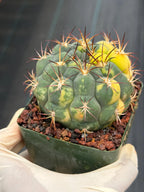 Variegated Gymnocalycium Saglionis – Rare Seed-Grown Flowering Cactus | Collector's Plant #24